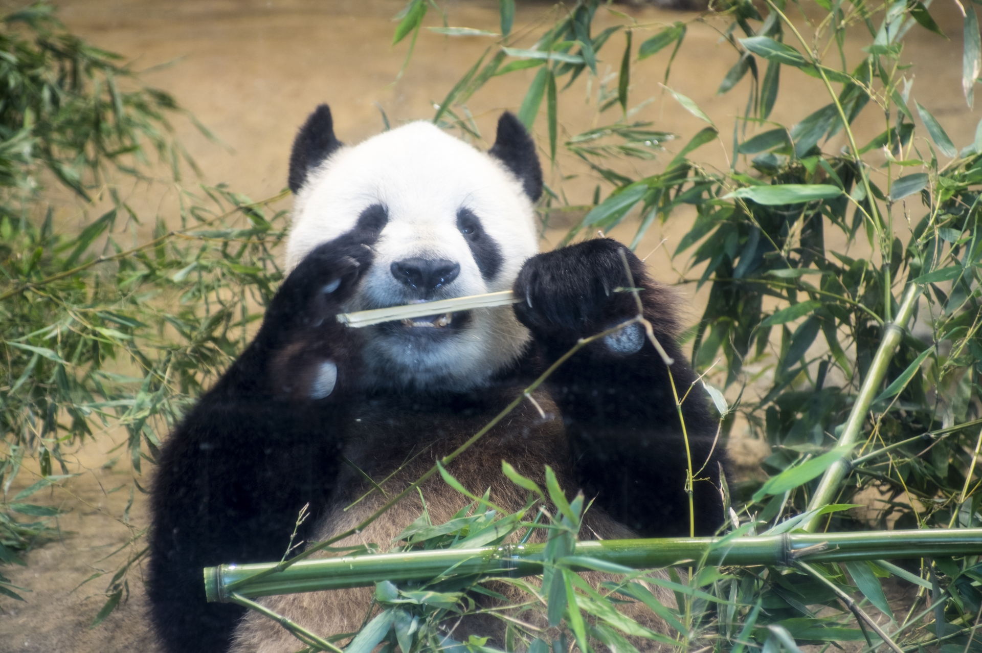 上野動物園の施設情報やパンダのライブカメラとホームページ