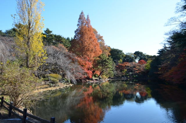 新宿御苑のアクセスや地図と動画で楽しむ桜の花見と紅葉