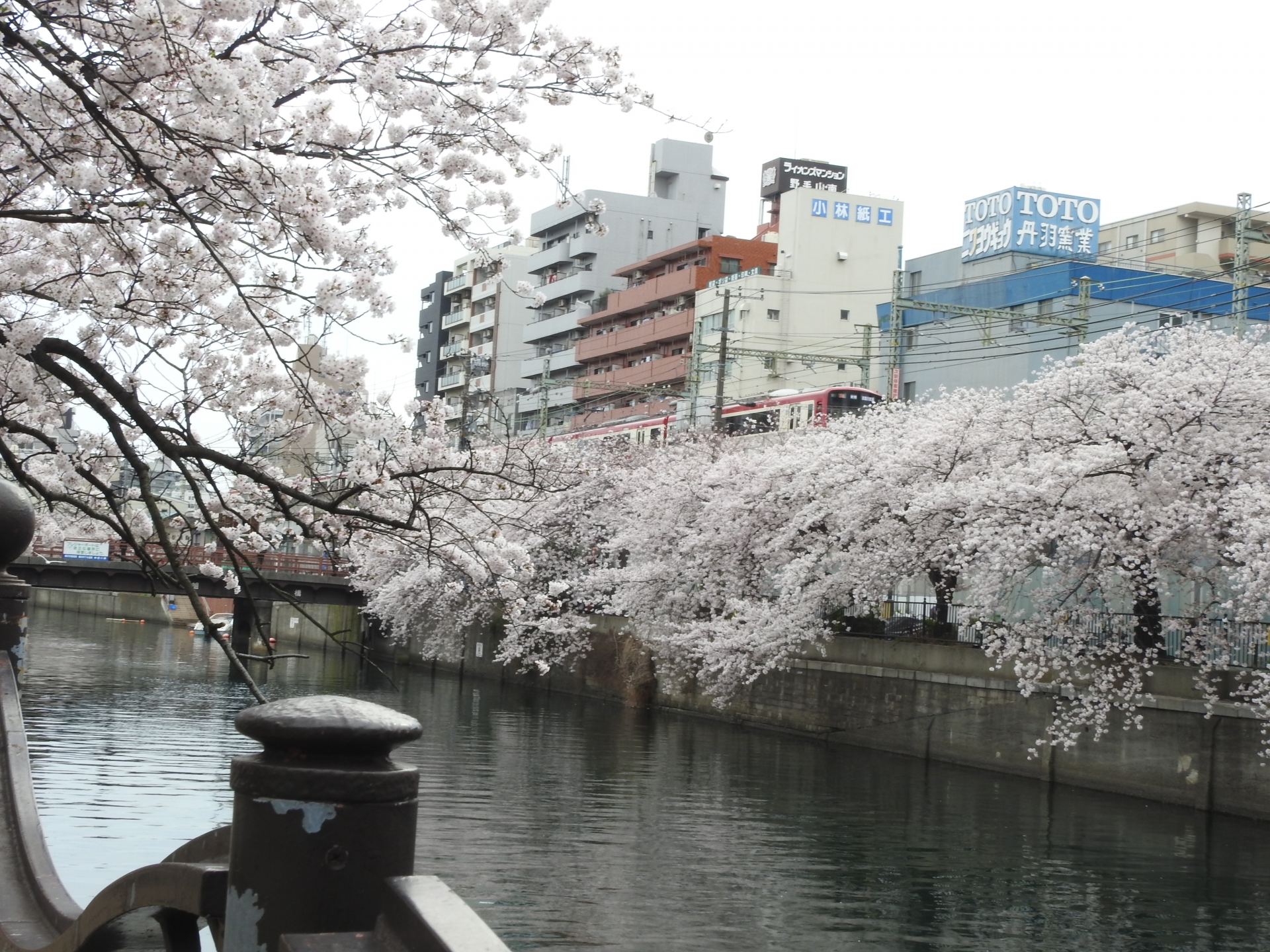 大岡川プロムナードの桜祭りやお桜クルーズと開花状況の情報やライブカメラについて 旅と観光の手帳