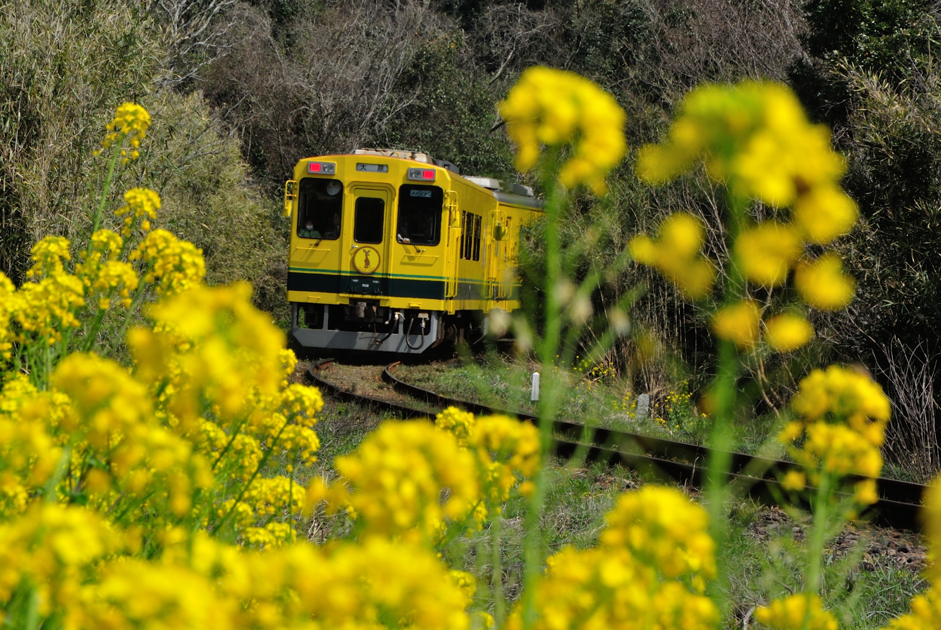 いすみ鉄道で菜の花や花見観光 旅と観光の手帳