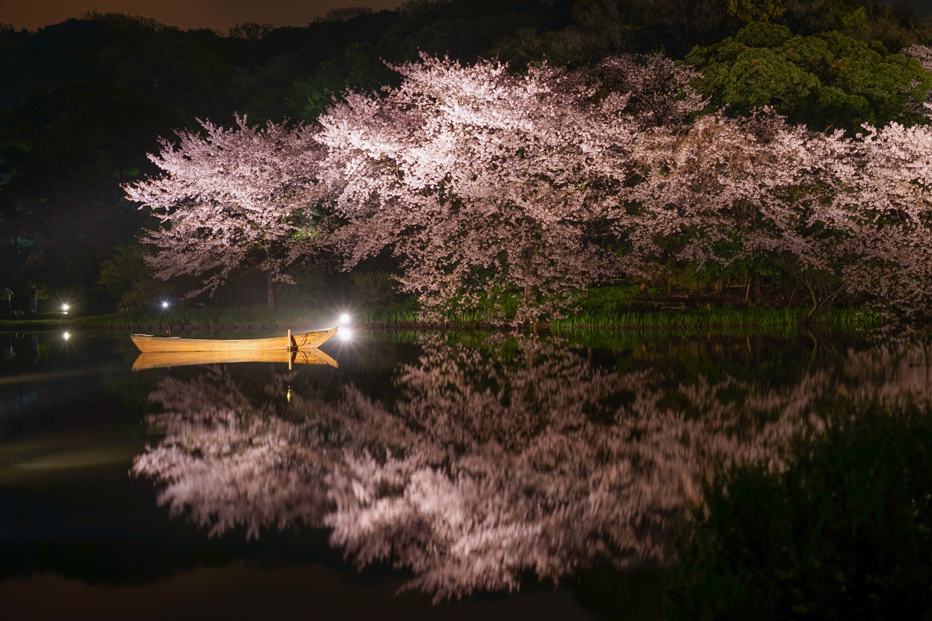 桜の花見の名所や人気スポットとランキング