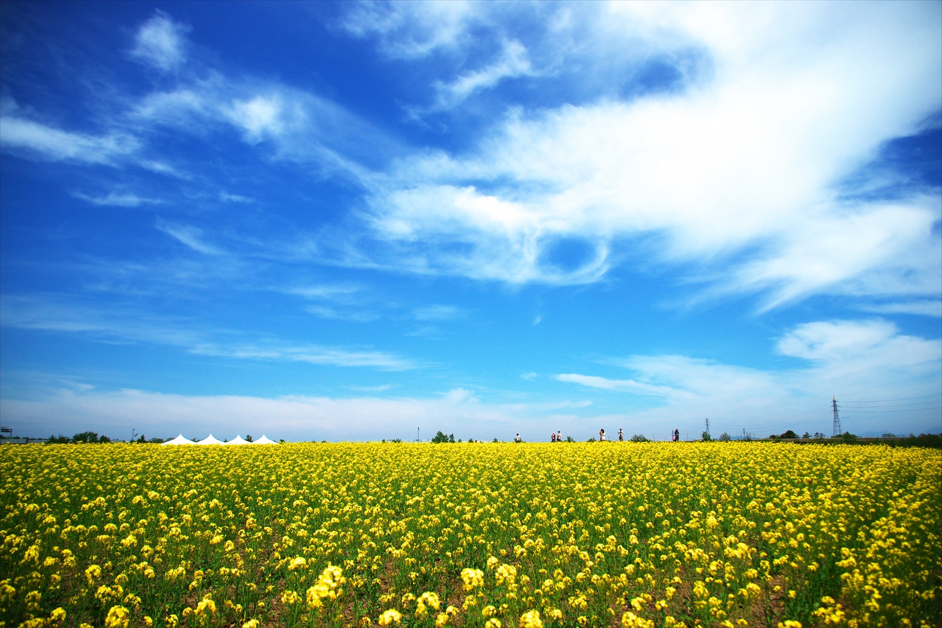 関西 菜の花 畑