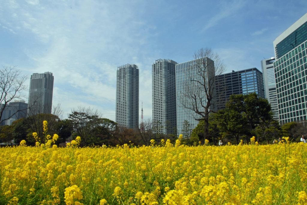 菜の花畑の名所や人気スポット 関東 関西 中部 九州 旅と観光の手帳