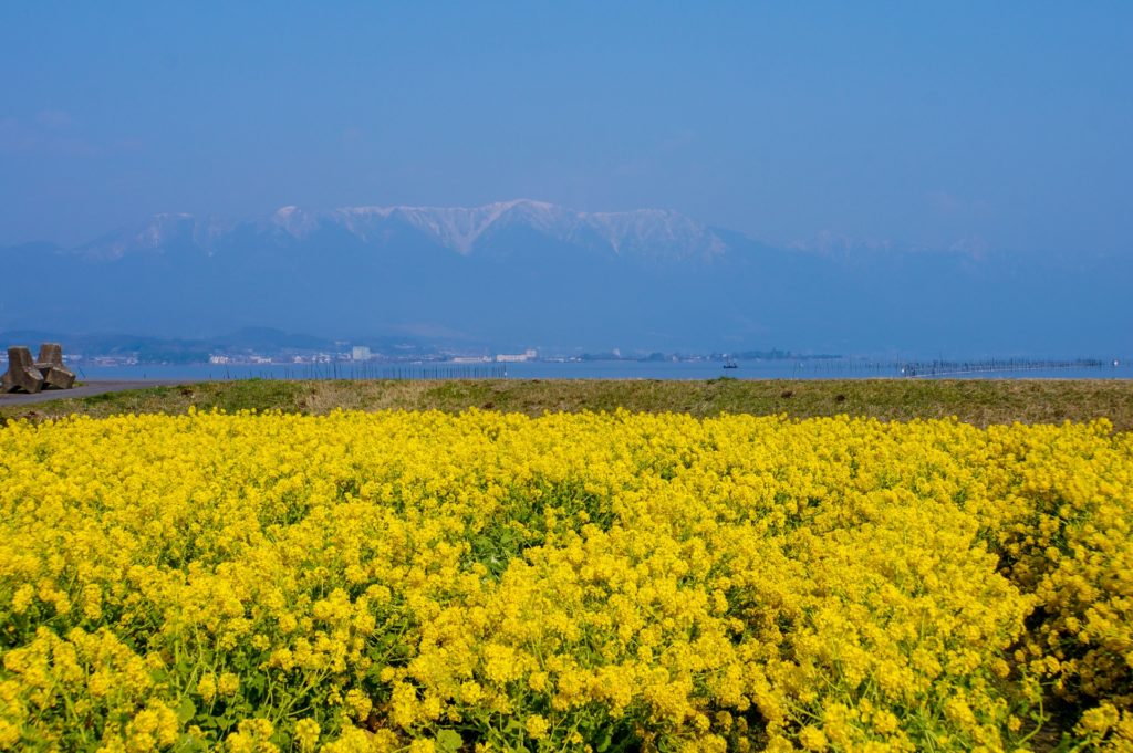 菜の花畑の名所や人気スポット 関東 関西 中部 九州 旅と観光の手帳