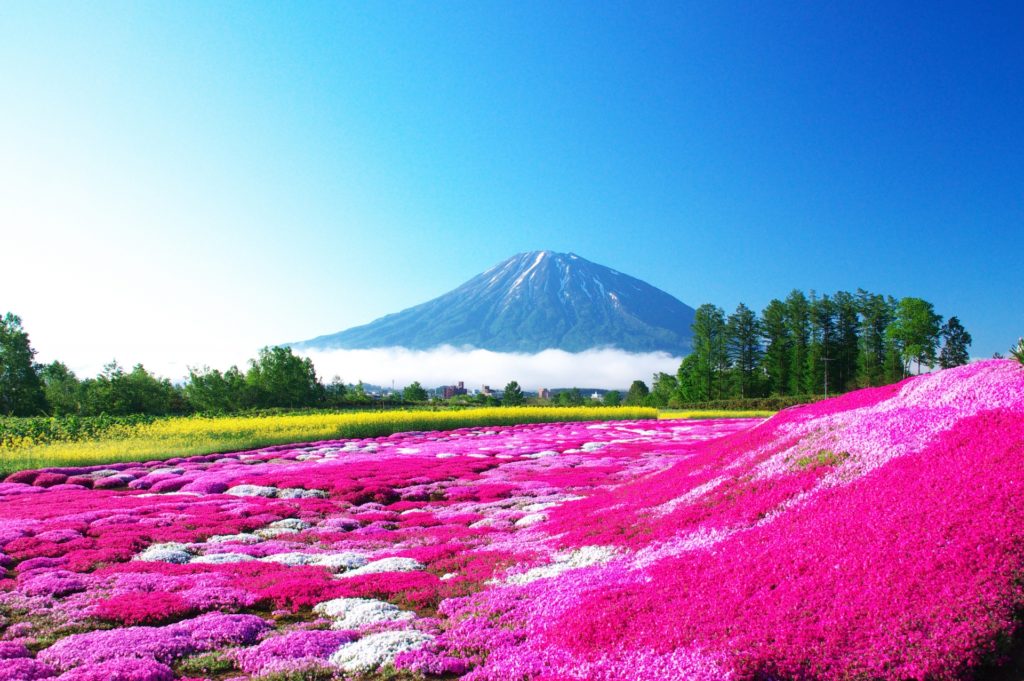 芝桜の名所や芝桜まつりと開花状況 そして自宅での楽しみ方 旅と観光の手帳