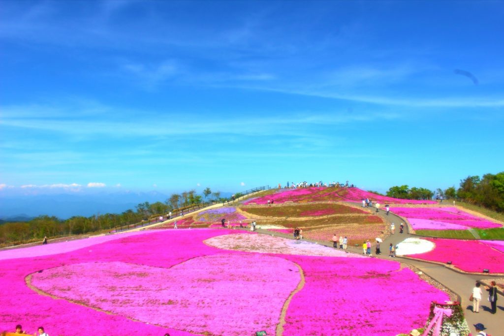 芝桜の名所や芝桜まつりと開花状況 そして自宅での楽しみ方 旅と観光の手帳