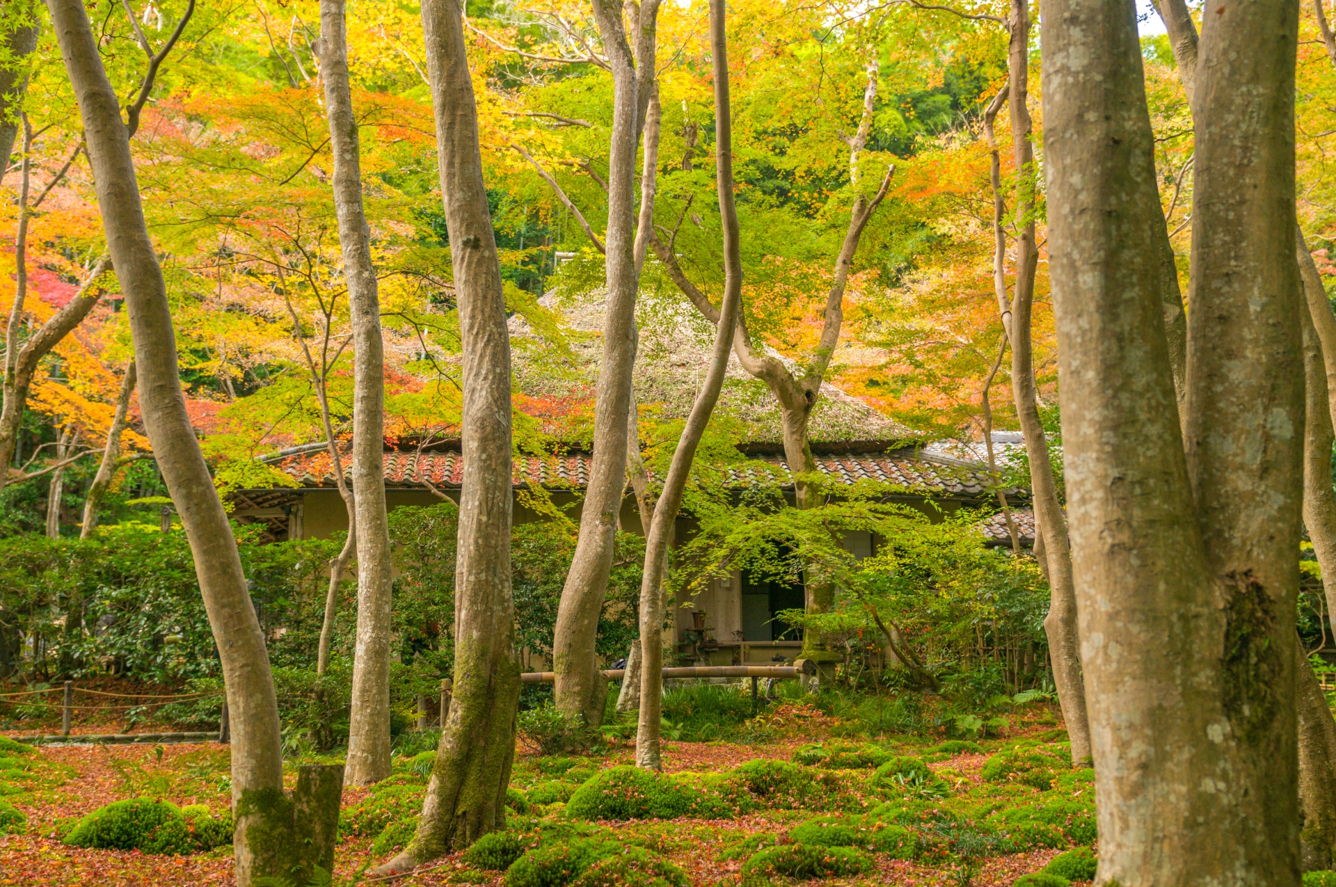 祇王寺の苔や落ち紅葉など見どころやアクセス 旅と観光の手帳