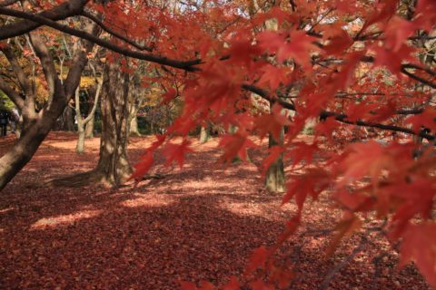 東福寺の紅葉