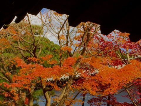 東福寺の紅葉