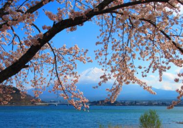 河口湖周辺の桜の名所や開花情報と富士・河口湖さくら祭りの会場について