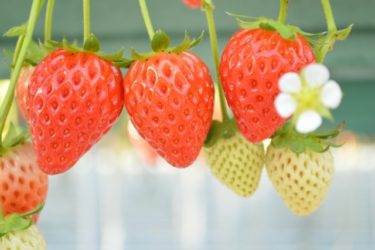 千葉のいちご狩りスポットとバスツアーや電車での行き方